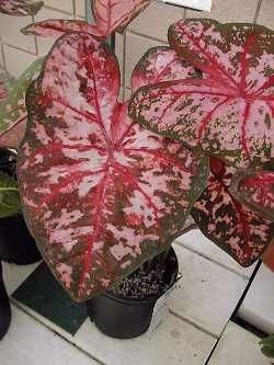 caladium