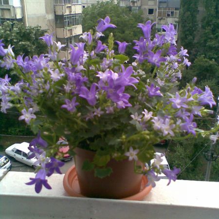 Campanula