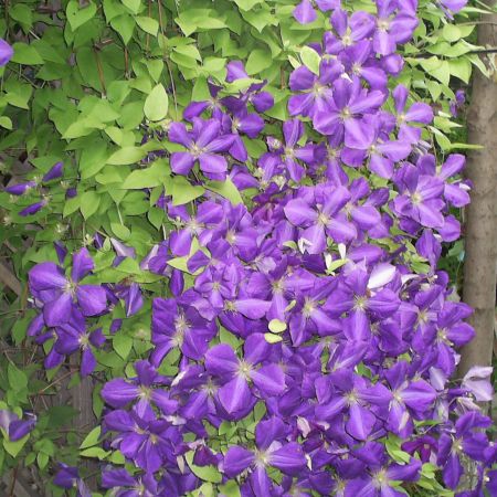 Clematis