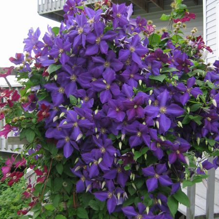 clematis urcator