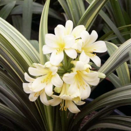 clivia alba