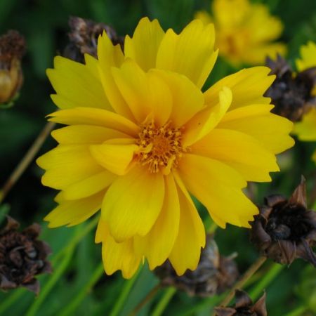 COREOPSIS