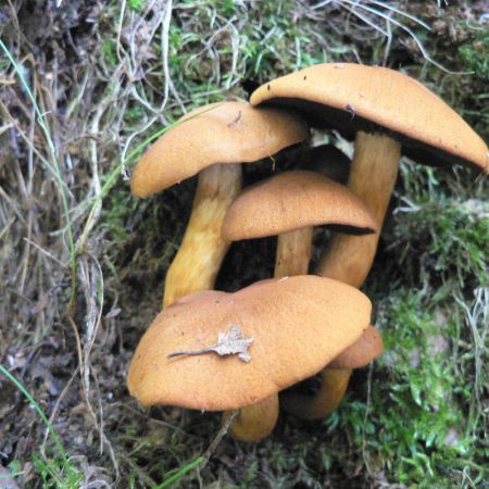 Cortinarius semisanguineus