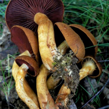 Cortinarius semisanguineus