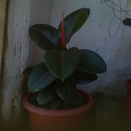 ficus