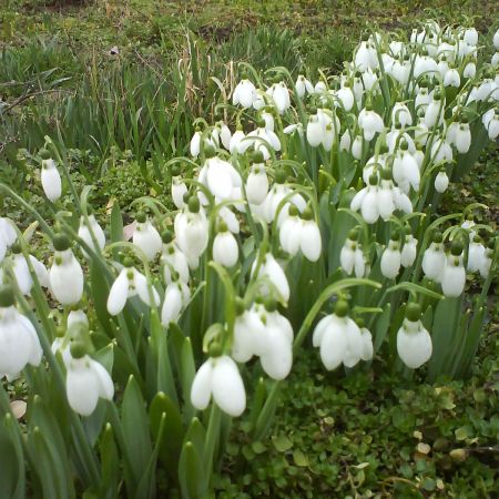 ghioceii in gradina mea