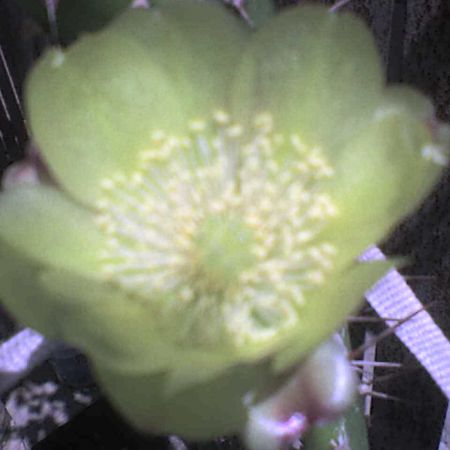 floare de cactus