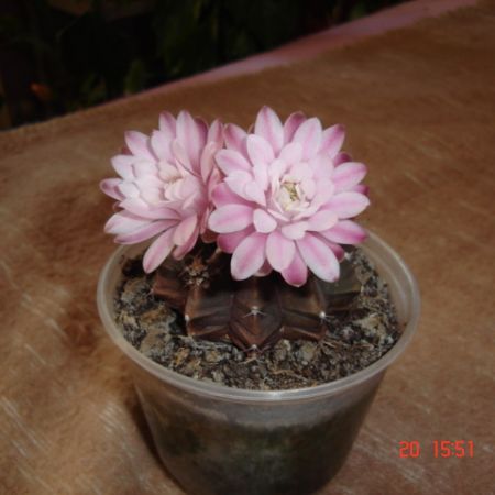 Floare de cactus