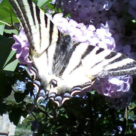 liliac si fluture