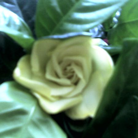 floare de gardenie1