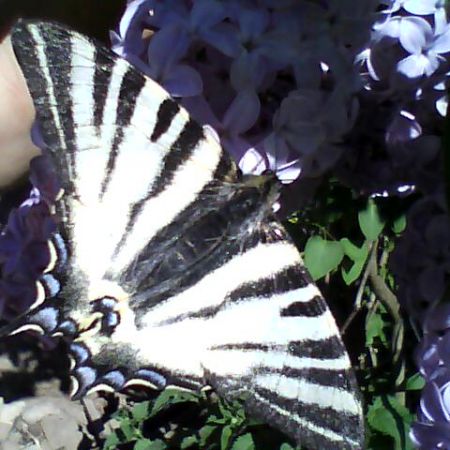 liliac si fluture