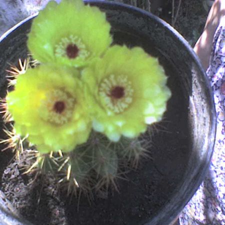 alta floare de cactus