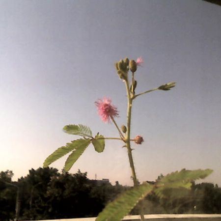 mimosa pudica
