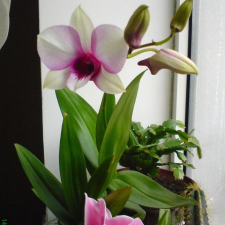 dendrobium