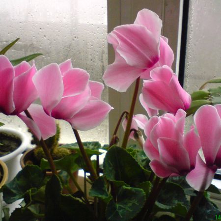 Cyclamen