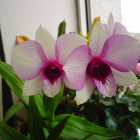 dendrobium