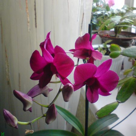 dendrobium 2