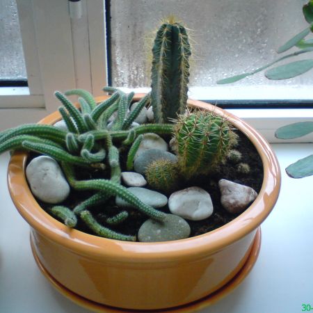 Cactusi