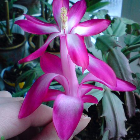 floare de craciunel