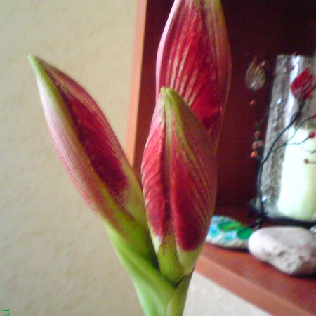 Amaryllis