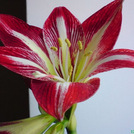 Amaryllis