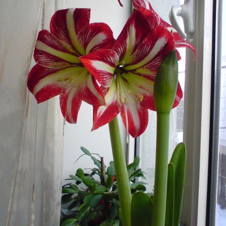 amaryllis