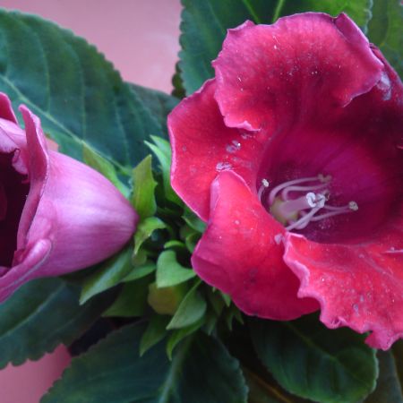 GLOXINIA