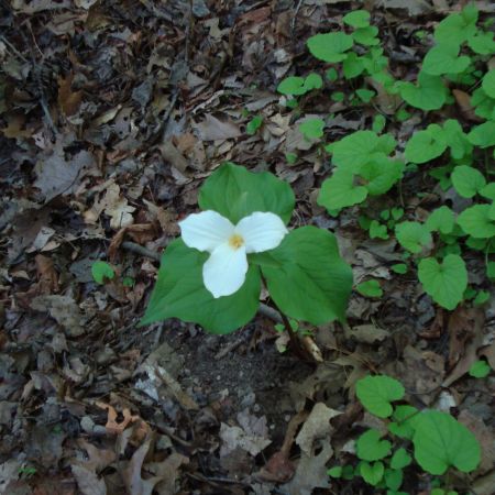 Trillium 