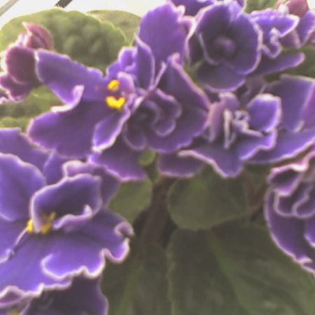 violete