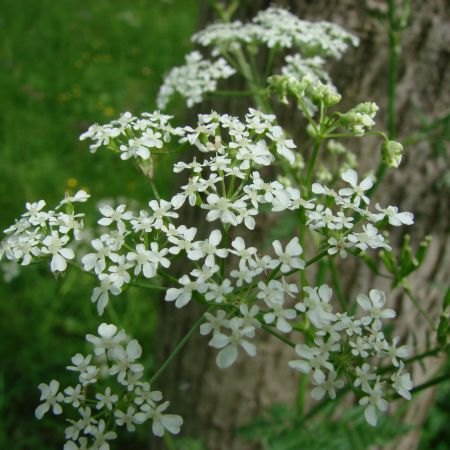 flori albe