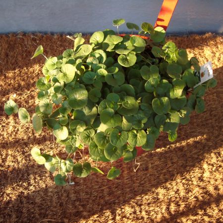 Emerald falls dichondra