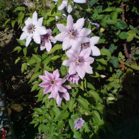 clematis