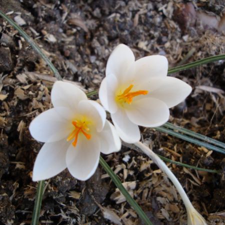 Gazania