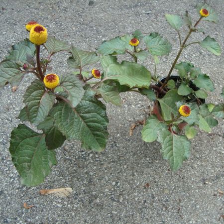 Spilanthes oleracea