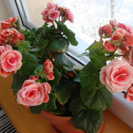 begonia