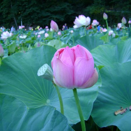 paradisul florilor