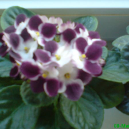 violeta