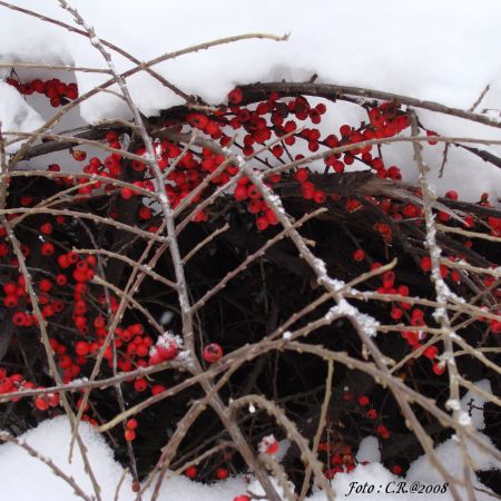 Iarna cu margele rosii (T)