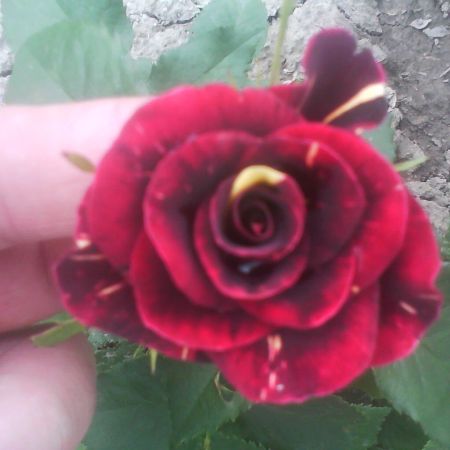 trandafiri abracadabra  21 mai 2012