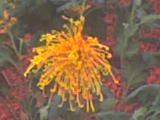 crizantema galbena