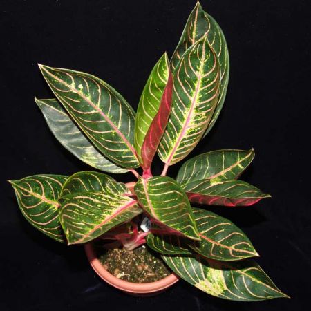 aglaonema