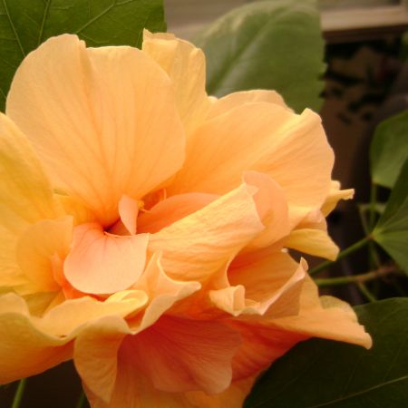 Hibiscus