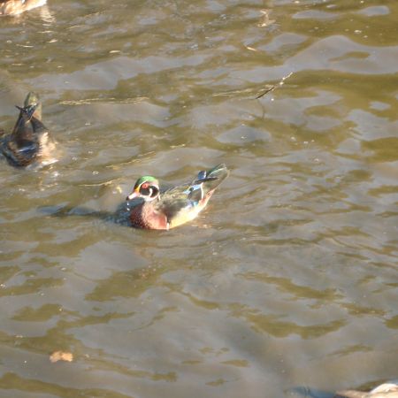 Wood Duck