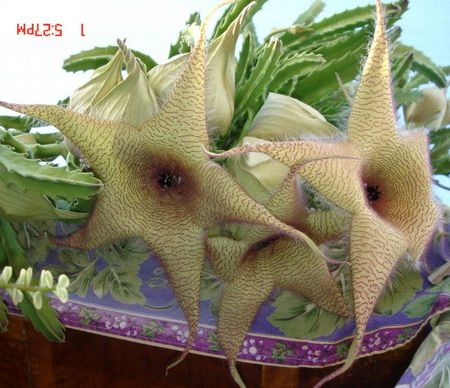 stapelia 