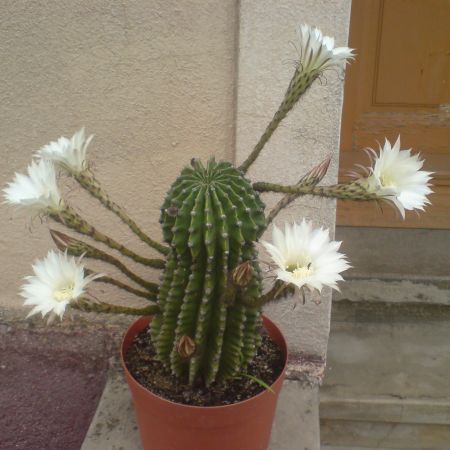 cactus inflorit