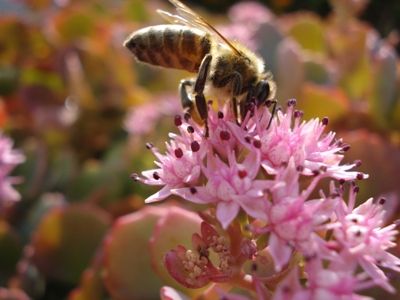 zumzet si floare (sedum)