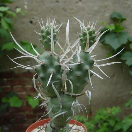 Tephrocactus articulatus