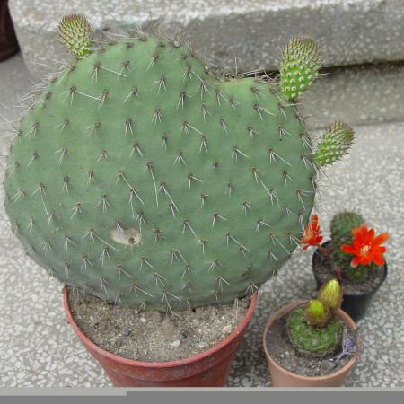 Opuntia sp (limba soacrei)