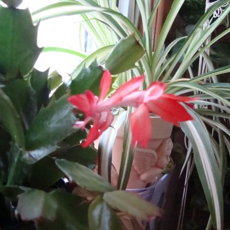 My christmas cactus