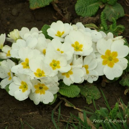 Primula (T)